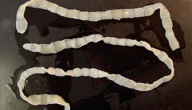 Пенисадағы құрт